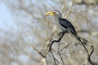 Tockus leucomelas